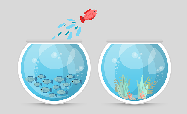A small fish leaps through the air from a bowl crowded with similar fish to one with a colourful fish-free habitat.